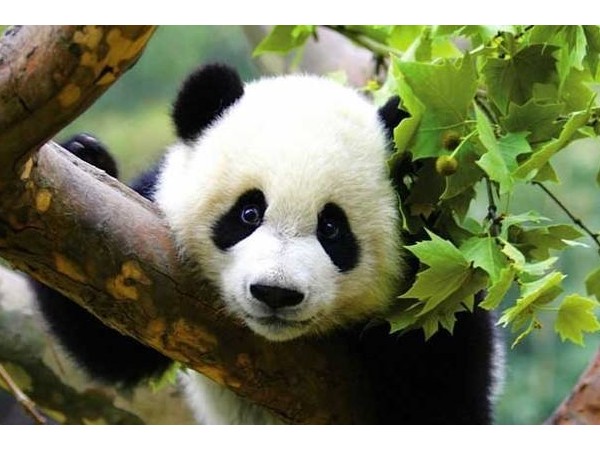 熊貓直播涼了，智能鎖廠商要吸取哪些教訓(xùn)